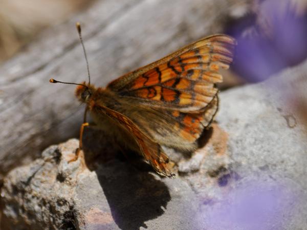 Moerasparelmoervlinder (Euphydryas aurinia)